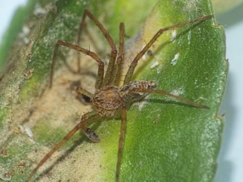 Réf. 335 096 : Philodromus longipalpis